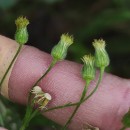 Erigeron sumatrensis Retz.Erigeron sumatrensis Retz.