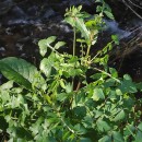 Sonchus oleraceus L.Sonchus oleraceus L.