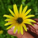 Arctotheca calendula (L.) LevynsArctotheca calendula (L.) Levyns