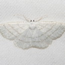 Cabera pusaria (Linnaeus, 1758)Cabera pusaria (Linnaeus, 1758)