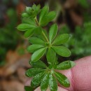 Galium mollugo L.Galium mollugo L.