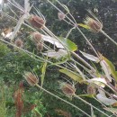 Dipsacus fullonum L.Dipsacus fullonum L.