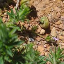 Sherardia arvensis L.Sherardia arvensis L.