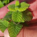 Mentha suaveolens Ehrh.Mentha suaveolens Ehrh.