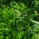 Avena barbata Pott subsp. barbataAvena barbata Pott subsp. barbata