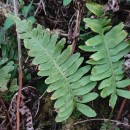 Polypodium vulgare L.Polypodium vulgare L.