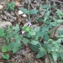 Clinopodium vulgare  L.Clinopodium vulgare L.