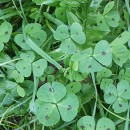 Medicago arabica (L.) Huds.Medicago arabica (L.) Huds.