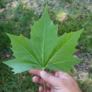 Platanus x acerifolia (Aiton) Willd.Platanus x acerifolia (Aiton) Willd.