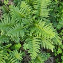 Polypodium cambricum  L.Polypodium cambricum  L.