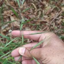 Bromus diandrus RothBromus diandrus Roth