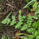 Oenanthe crocata L.Oenanthe crocata L.