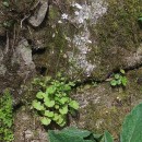 Saxifraga granulata L.Saxifraga granulata L.