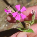 Silene acutifolia Link ex Rohrb.Silene acutifolia Link ex Rohrb.
