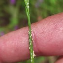 Glyceria fluitans (L.) R. Br.Glyceria fluitans (L.) R. Br.