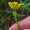 Leontodon saxatilis Lam.Leontodon saxatilis Lam.