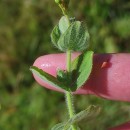 Hypericum elodes L.Hypericum elodes L.