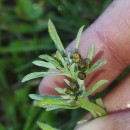 Gnaphalium uliginosum L.Gnaphalium uliginosum L.