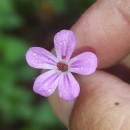 Geranium robertianum L.Geranium robertianum L.