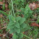 Teucrium scorodonia L.Teucrium scorodonia L.
