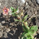 Lysimachia arvensis (L.) U.Manns & Anderb.Lysimachia arvensis (L.) U.Manns & Anderb.