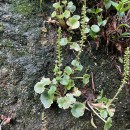 Umbilicus rupestris (Salisb.) DandyUmbilicus rupestris (Salisb.) Dandy