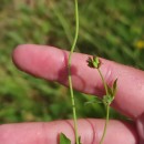 Lotus pedunculatus Cav.Lotus pedunculatus Cav.