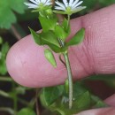 Stellaria media (L.) Vill.Stellaria media (L.) Vill.
