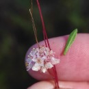 Cuscuta epithymum (L.) L.Cuscuta epithymum (L.) L.