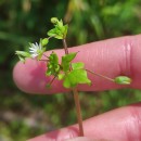 Stellaria media (L.) Vill.Stellaria media (L.) Vill.