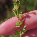 Scutellaria minor Huds.Scutellaria minor Huds.