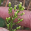 Erigeron canadensis L.Erigeron canadensis L.