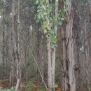 Eucalyptus nitens (H. Deane & Maiden) MaidenEucalyptus nitens (H. Deane & Maiden) Maiden