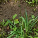 Anthoxanthum amarum Brot.Anthoxanthum amarum Brot.