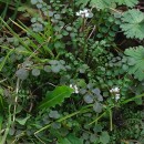 Cardamine hirsuta L.Cardamine hirsuta L.