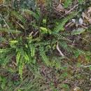 Asplenium trichomanes L. subsp. quadrivalens D.E. Mey.Asplenium trichomanes L. subsp. quadrivalens D.E. Mey.
