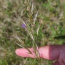 Helictochloa marginata (Lowe) Romero ZarcoHelictochloa marginata (Lowe) Romero Zarco