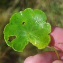 Hydrocotyle vulgaris L.Hydrocotyle vulgaris L.