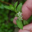 Stellaria alsine GrimmStellaria alsine Grimm