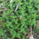 Teucrium scorodonia L.Teucrium scorodonia L.