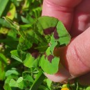 Medicago arabica (L.) Huds.Medicago arabica (L.) Huds.