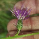 Cirsium palustre (L.) Coss. ex Scop.Cirsium palustre (L.) Coss. ex Scop.