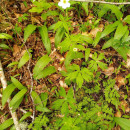 Ranunculus platanifolius L.Ranunculus platanifolius L.