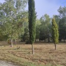 Cupressus sempervirens L.Cupressus sempervirens L.