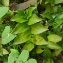 Tradescantia fluminensis VellosoTradescantia fluminensis Velloso