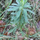 Euphorbia amygdaloides L.Euphorbia amygdaloides L.