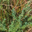 Genista berberidea LangeGenista berberidea Lange