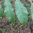 Castanea sativa Mill.Castanea sativa Mill.