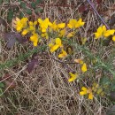 Ulex europaeus L. subsp. europaeusUlex europaeus L. subsp. europaeus