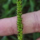 Setaria parviflora (Poir.) KerguélenSetaria parviflora (Poir.) Kerguélen